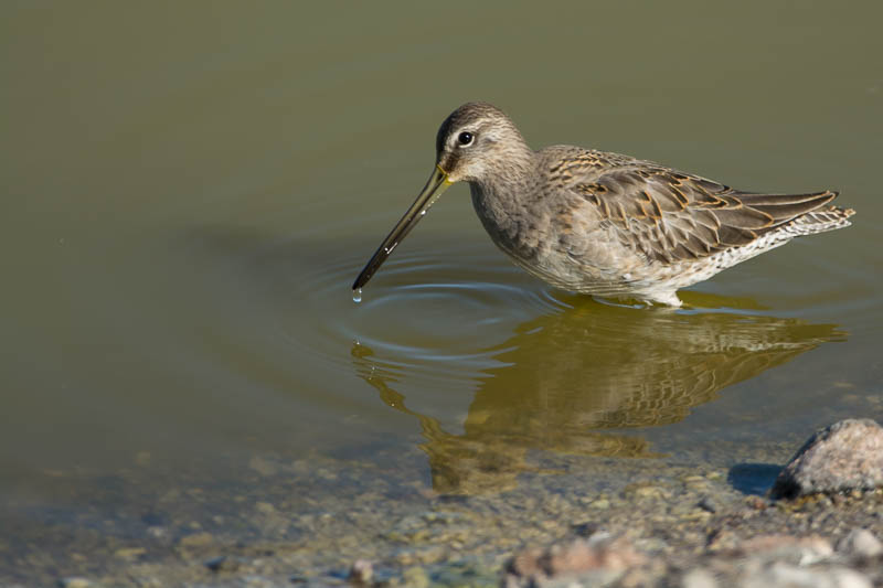 Gestreepte Strandloper